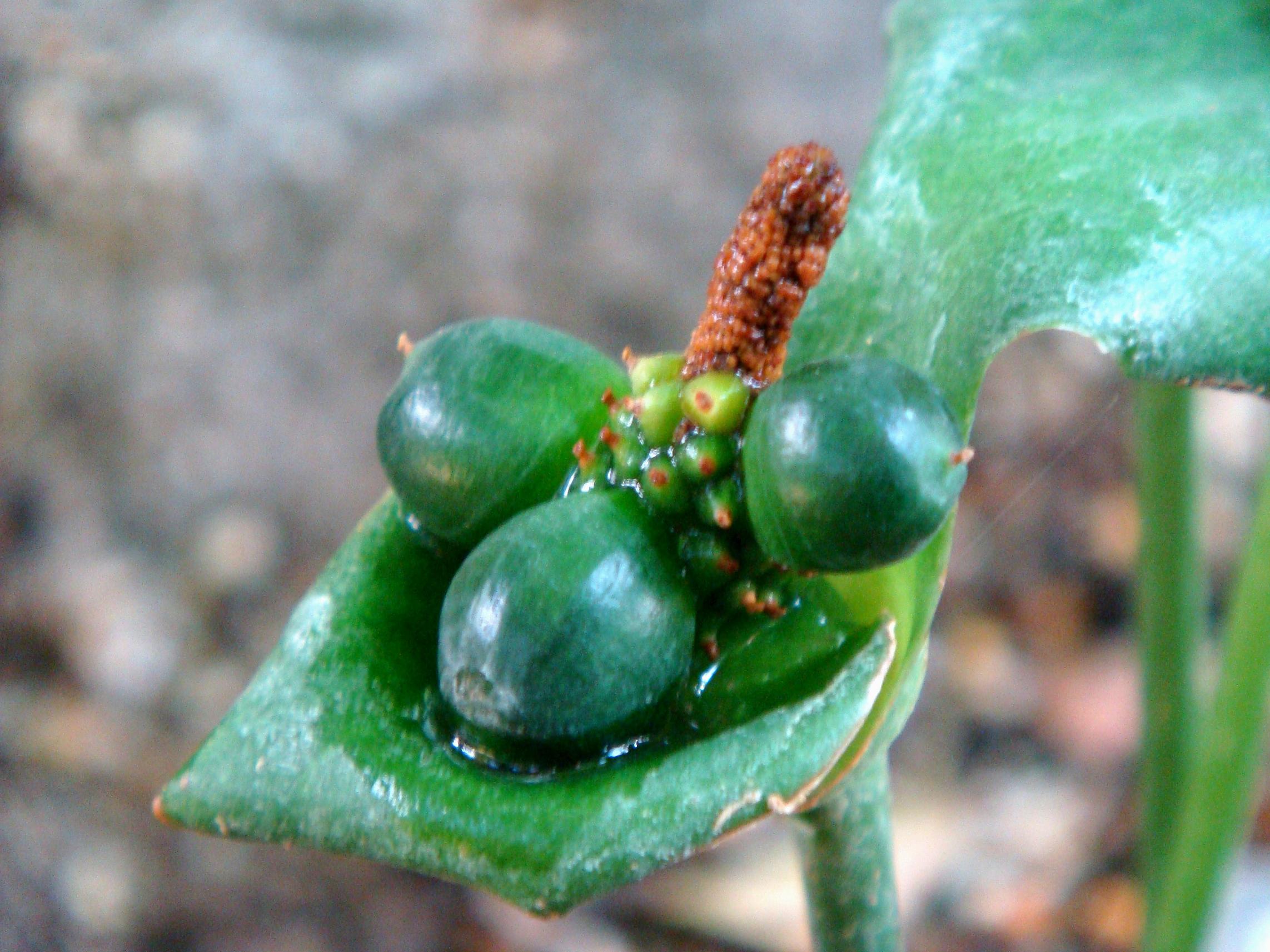 Nephthytis poissonii (Engler) N. E. Brown